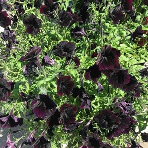 Meet your Posher, Aparna